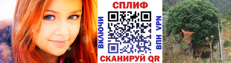 Конопля планчик  Буй 